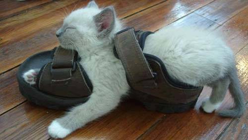 Katze fühlt sich wohl